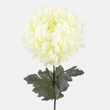 Chrysantheme