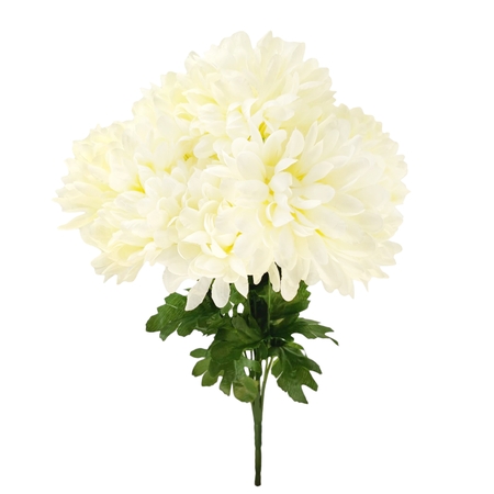 Chrysanthemum x 9