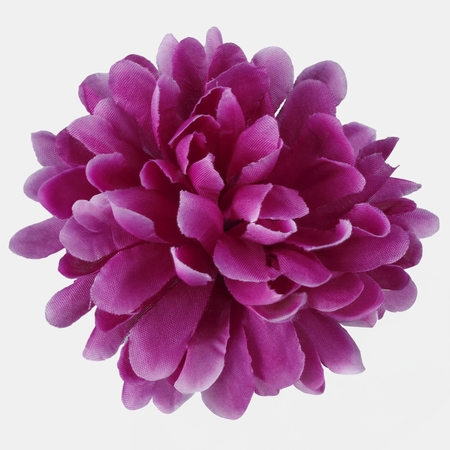 Chrysanthemum