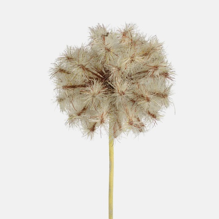 Dandelion single twig