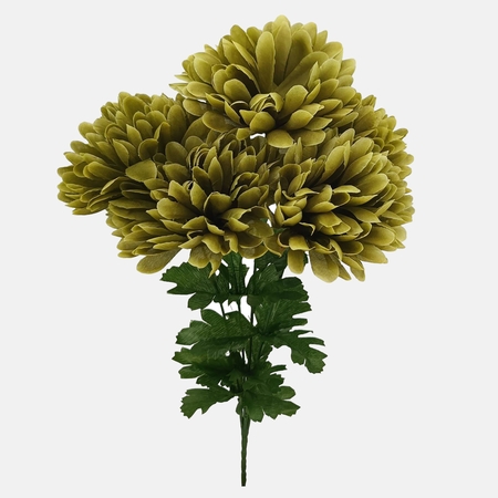 Chrysanthemum x 5