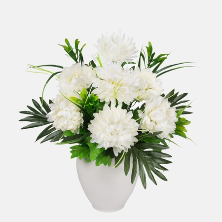 Chrysantheme x 7