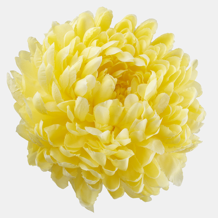 Chrysantheme