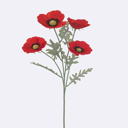 Mohn x 3