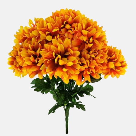 Chrysanthemum x 12