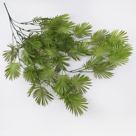 Hanging cycas