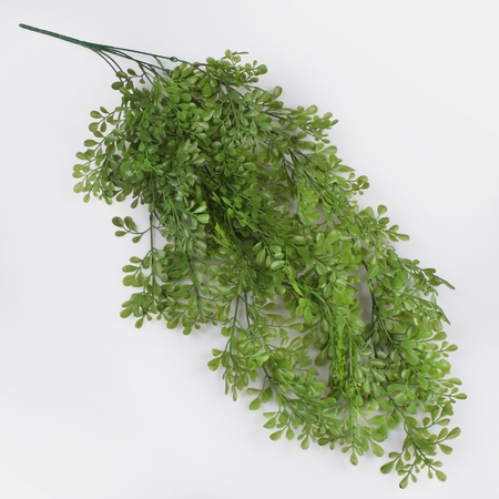 Hanging moringa