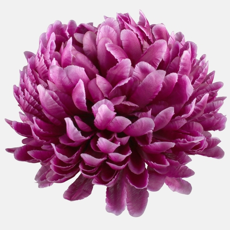 Chrysanthemum