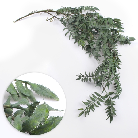 Hanging fern