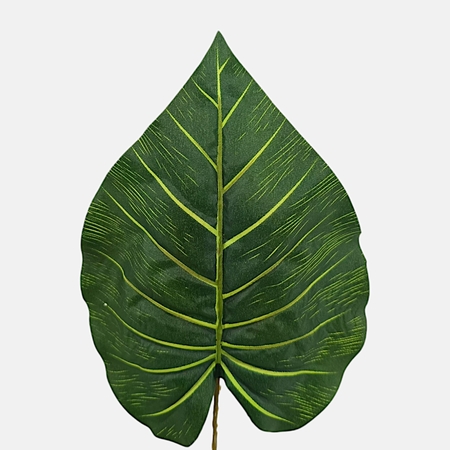 Pothos-Blatt