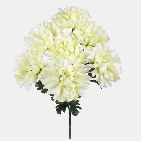 Chrysanthemum x 7