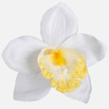 Satin-Orchidee