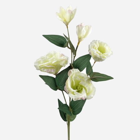 Lisianthus